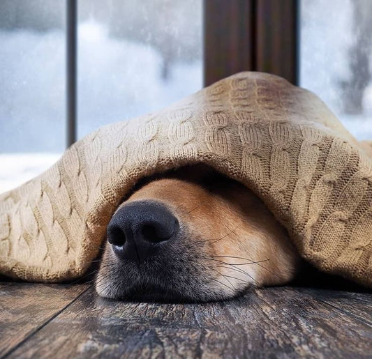 How Cold Weather Affects Your Dog’s Skin — and How to Prevent Winter Damage