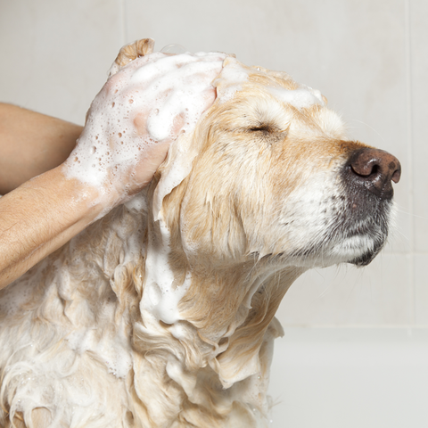 Distinguishing Dog Coats