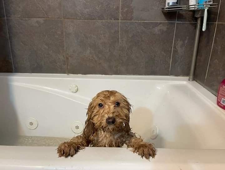 dog taking a bath 