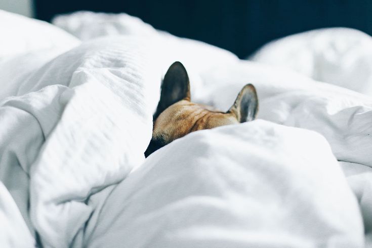 dog sleeping on the sofa because is so cold