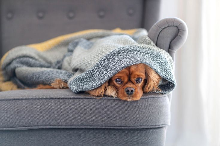 Dog experiencing cold weather during winter indoor conditions
