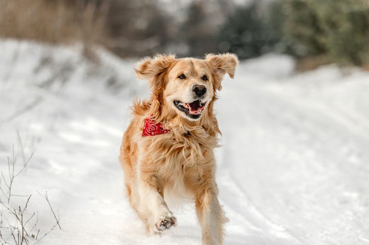 How to Play Safely With Your Dog in the Snow