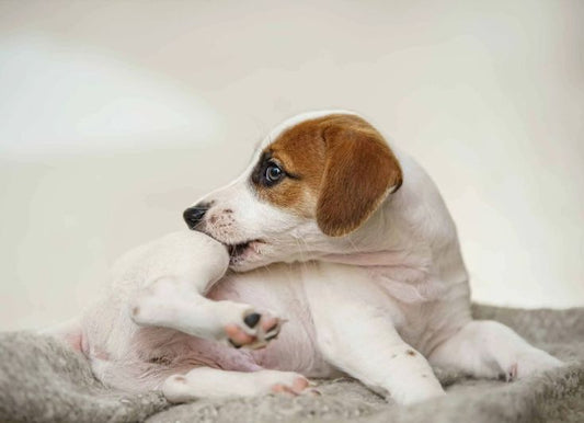 dog scratching