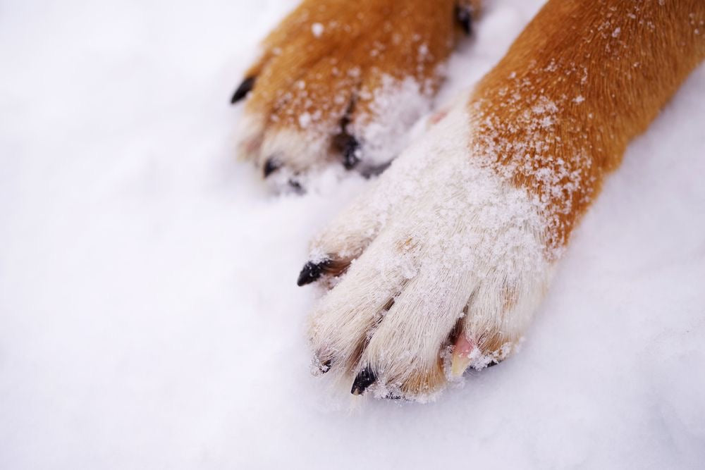 How Winter Affects Your Dog’s Paws (and How to Protect Them)