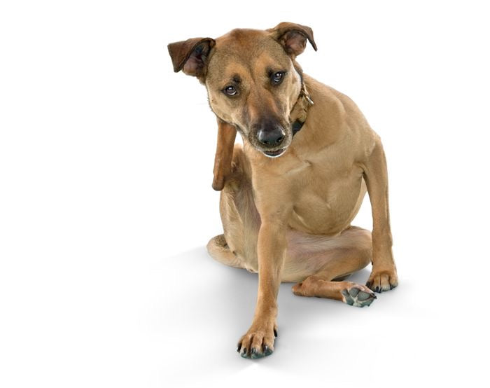 Why Dogs Itch More in Winter (And How to Help)