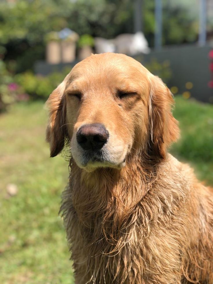A wet golden retriever dog with closed eyes standing outdoors on a grassy lawn.