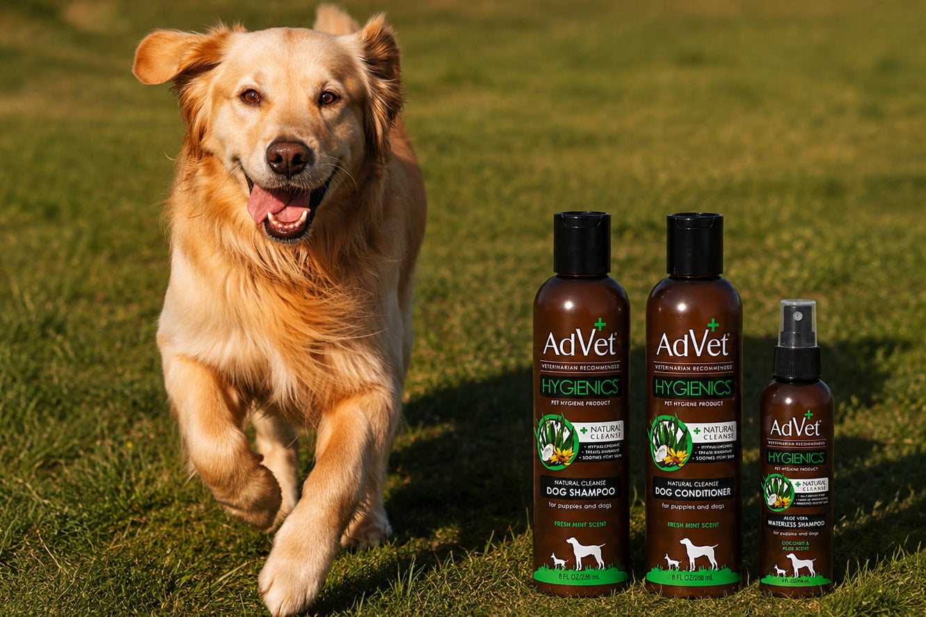 A golden retriever dog runs across a green grass field next to three bottles of AdVet Hyperimmune Veterinary Shampoo, shown in an outdoor lifestyle setting.