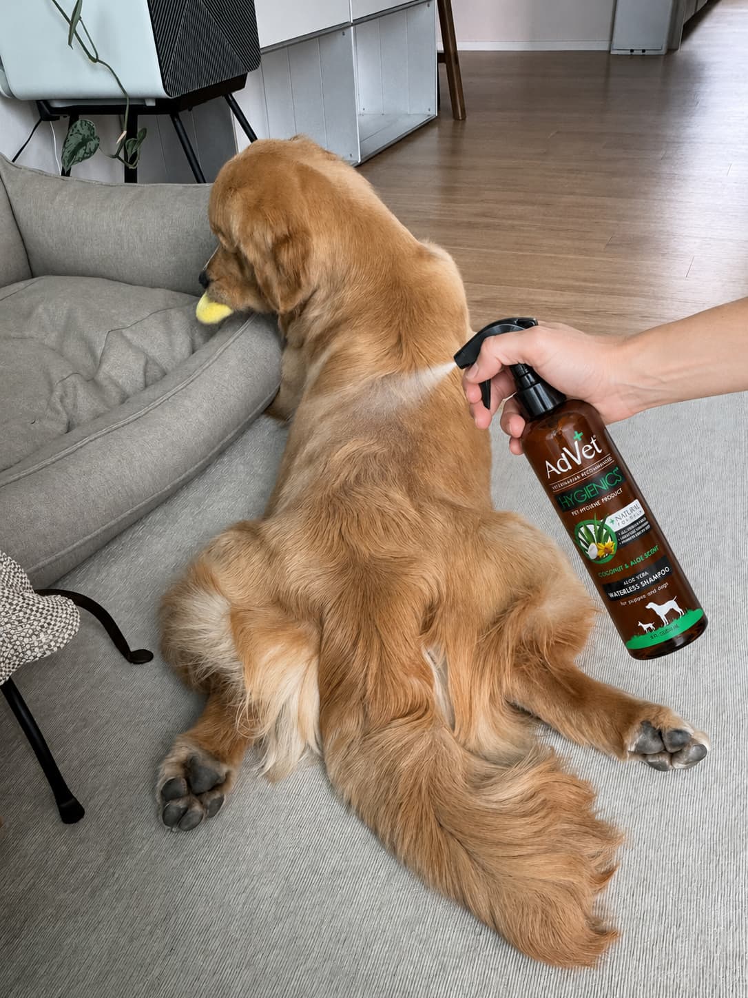 A golden retriever lies on a light gray carpet in a living room while a person sprays it with a pet grooming product from a brown bottle labeled AdVer.