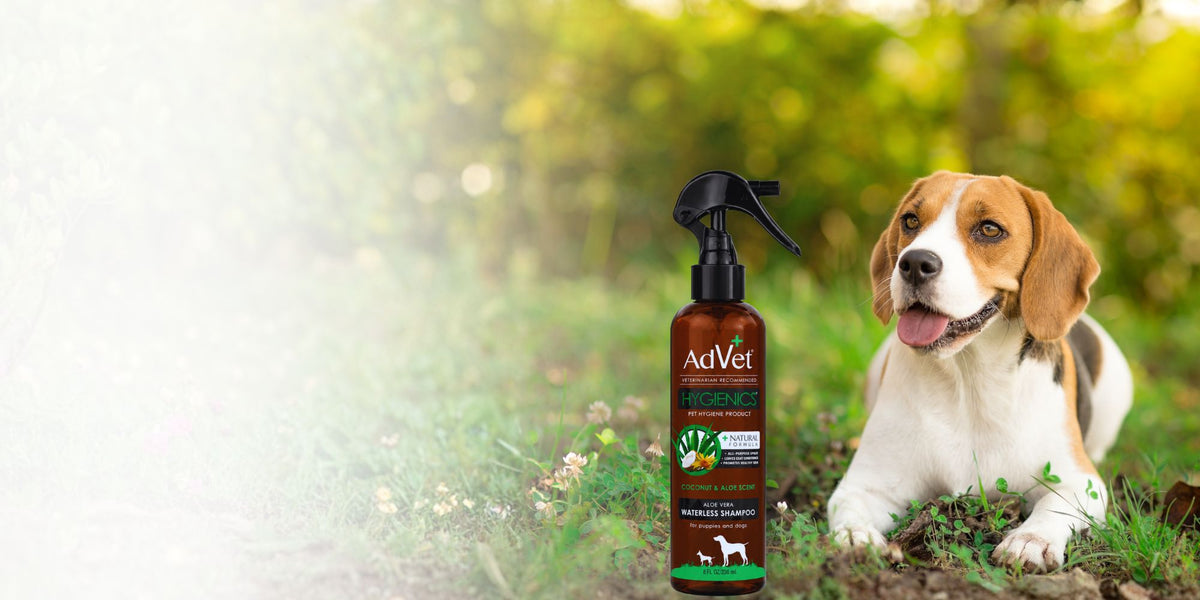 A bottle of AdVet dog shampoo stands on grass next to a brown and white beagle dog in an outdoor garden setting with a bright, sunlit bokeh background.